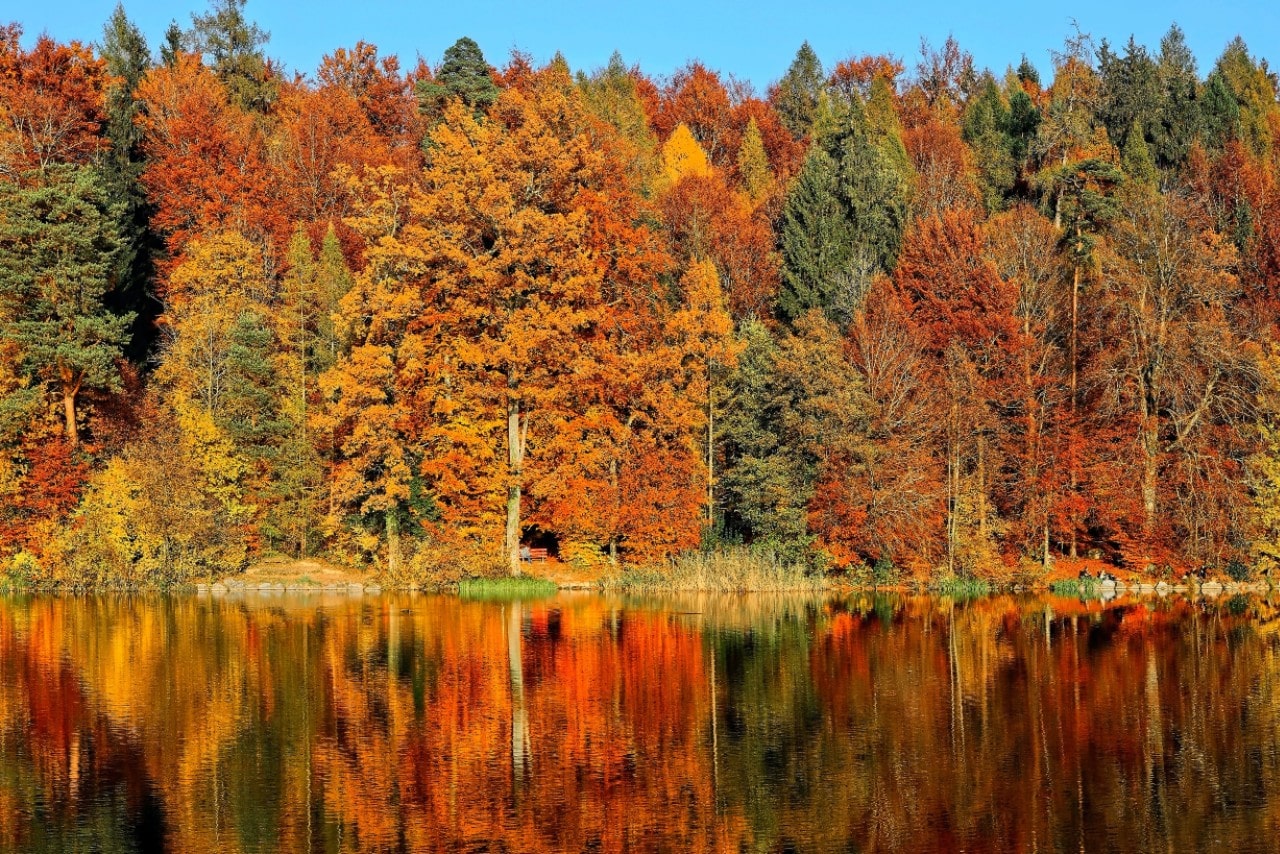 colorful trees