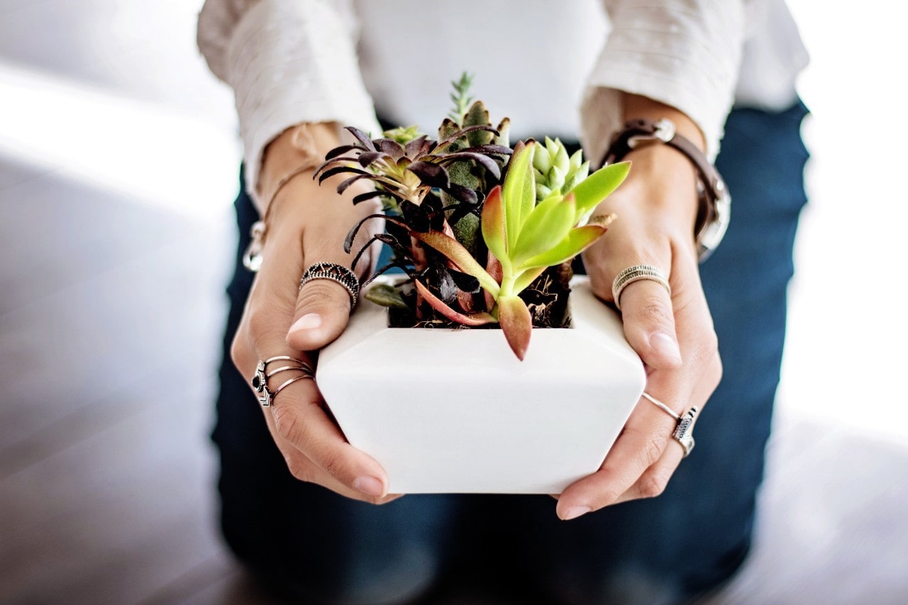 A person holding a planter with colorful succulents while wearing sterling silver fashion rings, bracelets, and a leather strapped watch